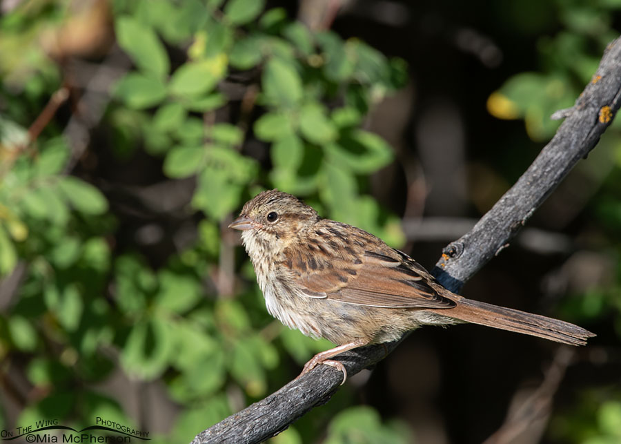 Young Song Sparrow on a bright summer morning, Wasatch Mountains, Summit County, Utah