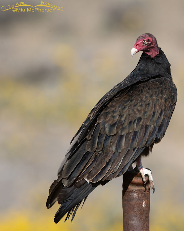 Late summer Turkey Vulture on a metal pipe, Box Elder County, Utah