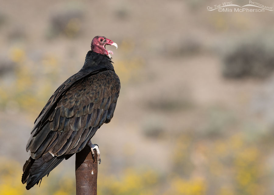 Yawning Turkey Vulture showing its tongue, Box Elder County, Utah