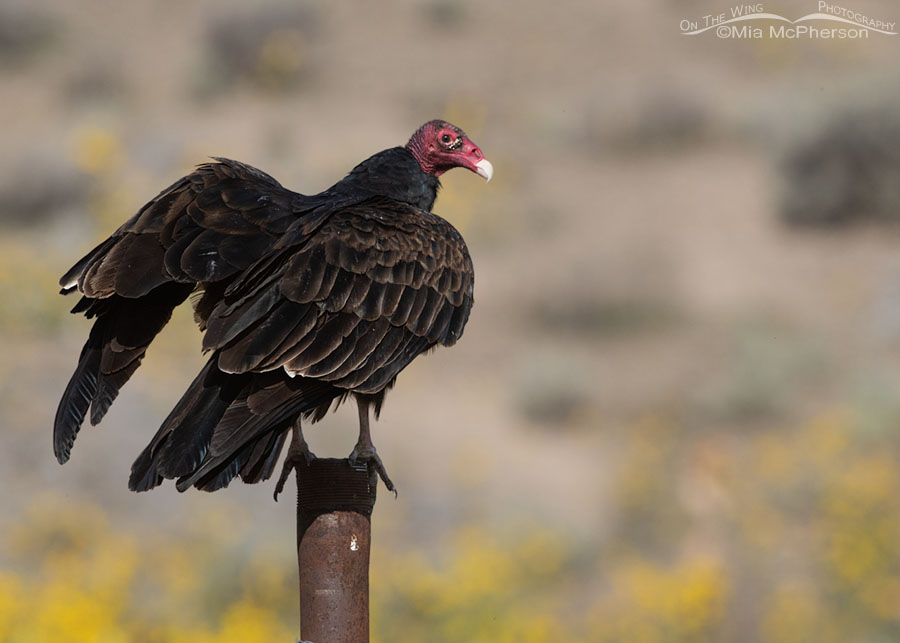 Turkey Vulture getting ready to lift off, Box Elder County, Utah
