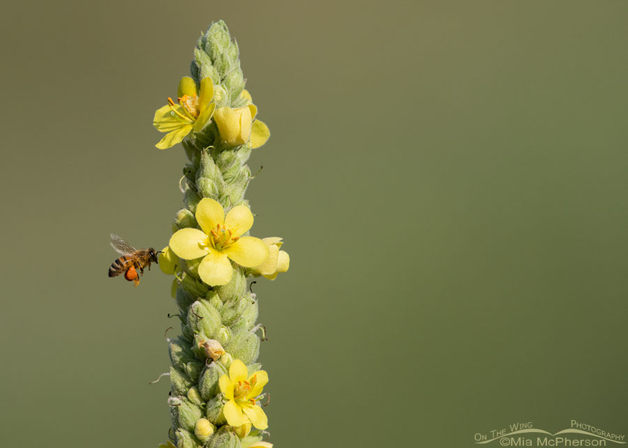 Western Honey Bee gathering pollen from a Common Mullein, Wasatch Mountains, Morgan County, Utah