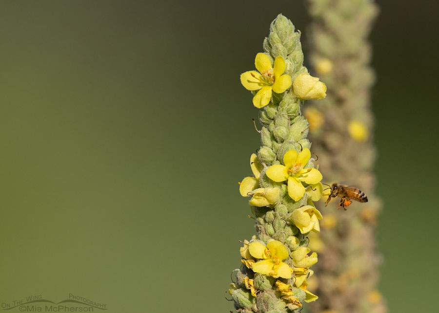 Common Mullein and a Western Honey Bee, Wasatch Mountains, Morgan County, Utah