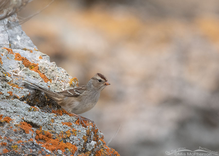 Immature White-crowned Sparrow on a lichen covered rock, Box Elder County, Utah