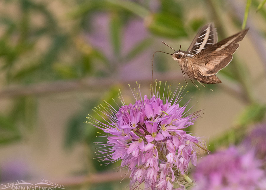 White-lined Sphinx moth feeding from a Rocky Mountain Bee Plant, Antelope Island State Park, Davis County, Utah