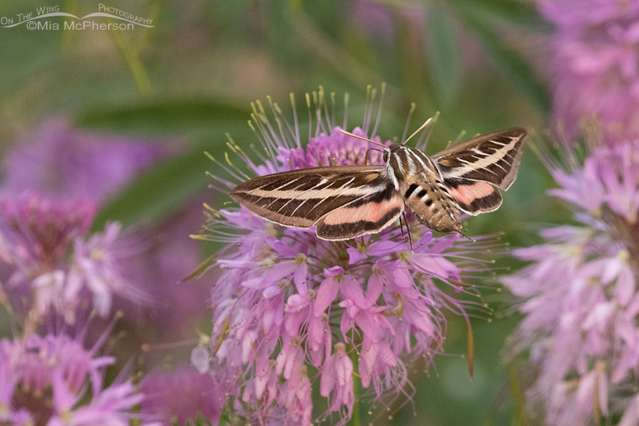 Back view of a White-lined Sphinx moth, Antelope Island State Park, Davis County, Utah