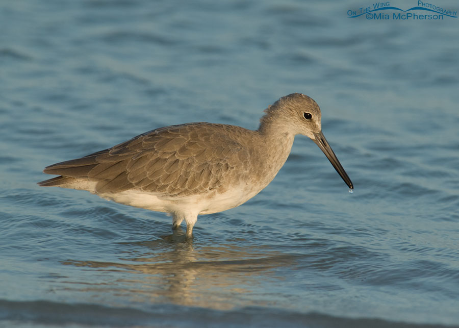 Willet at first light, Fort De Soto County Park, Pinellas County, Florida