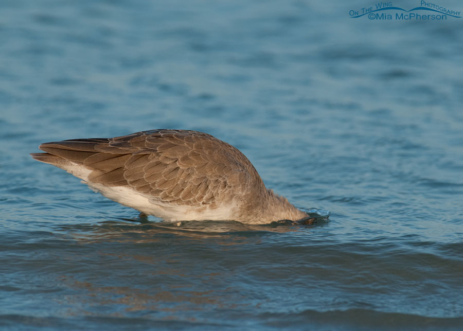 Willet foraging with its head under water, Fort De Soto County Park, Pinellas County, Florida