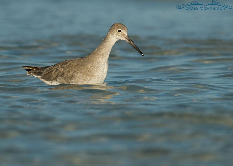 Willet in high water, Fort De Soto County Park, Pinellas County, Florida