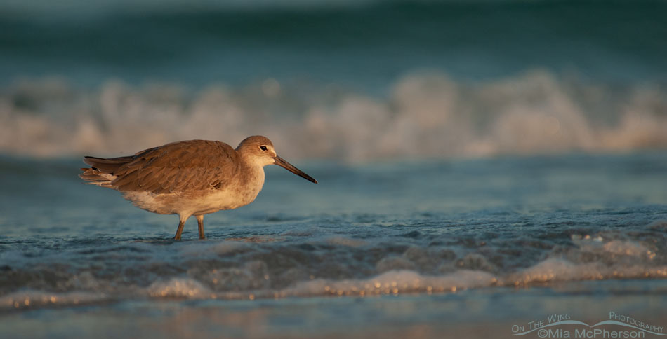 Willet in the waves of the Gulf of Mexico, Fort De Soto County Park, Pinellas County, Florida
