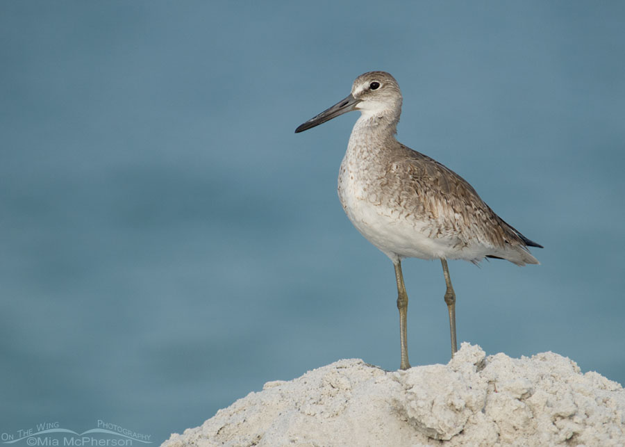 Watchful Willet, Fort De Soto County Park, Pinellas County, Florida