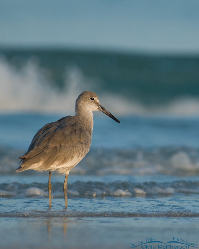 Willet with waves, Fort De Soto County Park, Pinellas County, Florida