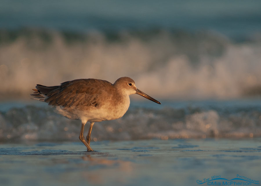 Willet with waves at sunrise, Fort De Soto County Park, Pinellas County, Florida