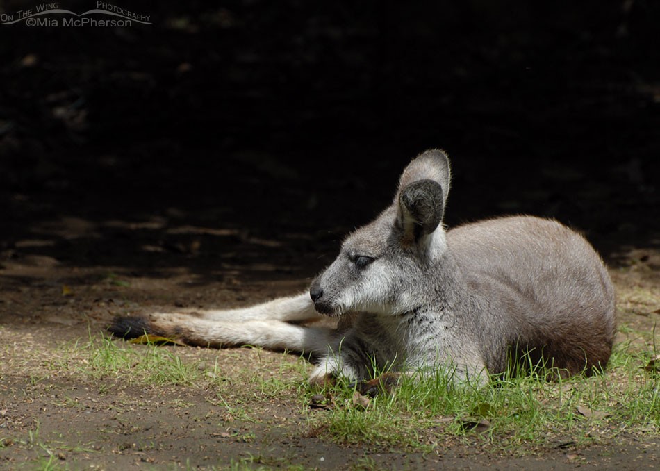 Dozing Eastern Grey Kangaroo, Sydney, New South Wales, Australia
