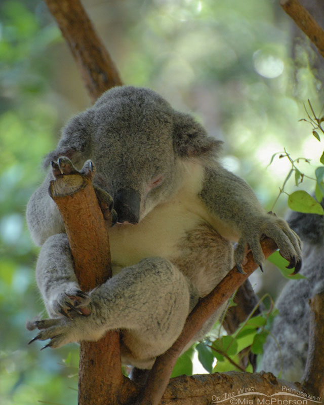 Sleeping Koala, Sydney, New South Wales, Australia