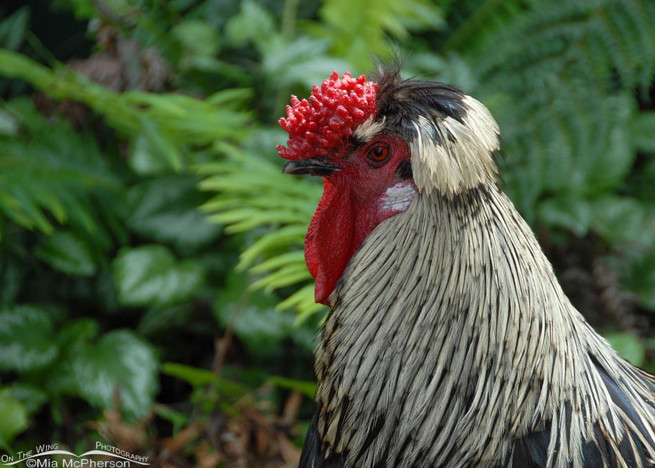 Rooster at Wings Wildlife Park, Tasmania, Australia