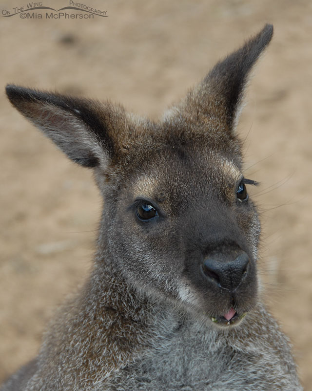 Bennett's Wallaby sticking out its tongue, Tasmania, Australia