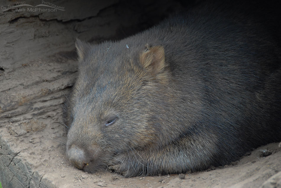 Sleepy Wombat in Tasmania, Australia