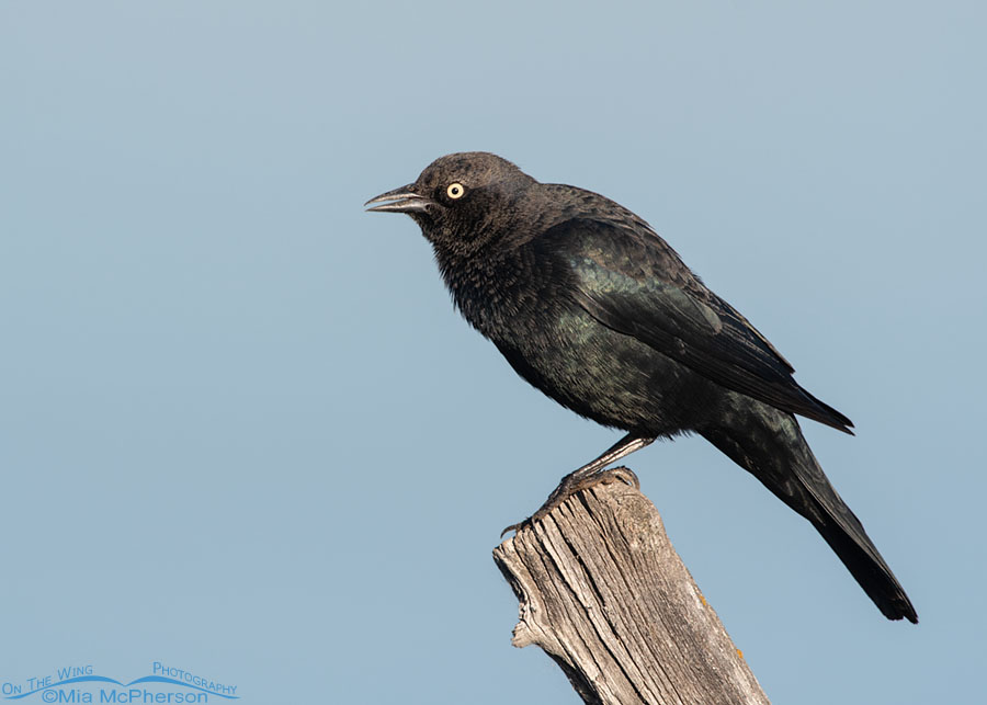 Male Brewer's Blackbird calling from an old fence post, Farmington Bay WMA, Davis County, Utah
