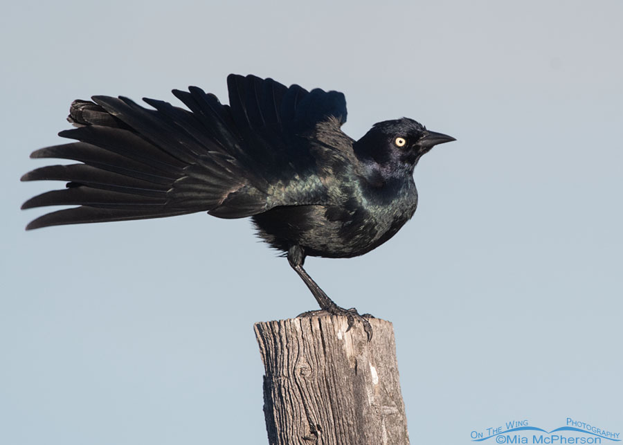 Male Brewer's Blackbird shaking his feathers on an old fence post, Farmington Bay WMA, Davis County, Utah