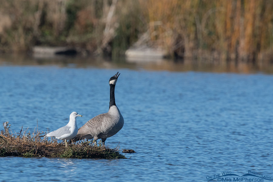 Calling Canada Goose next to a Ring-billed Gull, Farmington Bay WMA, Davis County, Utah