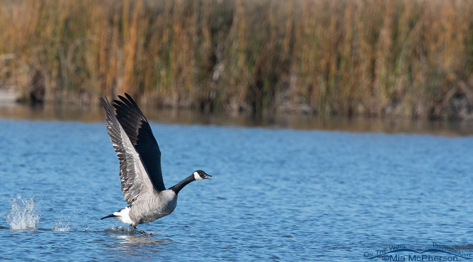 Adult Canada Goose lifting off from Glover pond, Farmington Bay WMA, Davis County, Utah