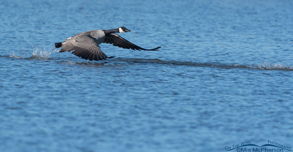 Canada Goose splashing as it lifts off from Glover Pond, Farmington Bay WMA, Davis County, Utah