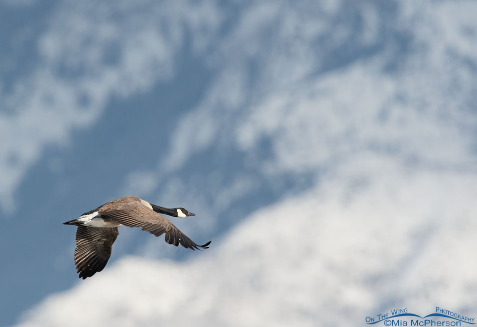 Flying Canada Goose and the snow covered Wasatch Mountains, Salt Lake County, Utah
