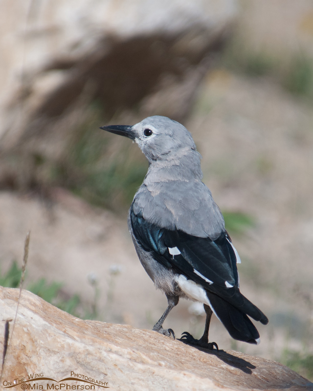 Clark's Nutcracker in the High Uintas, Uinta National Forest, Summit County, Utah