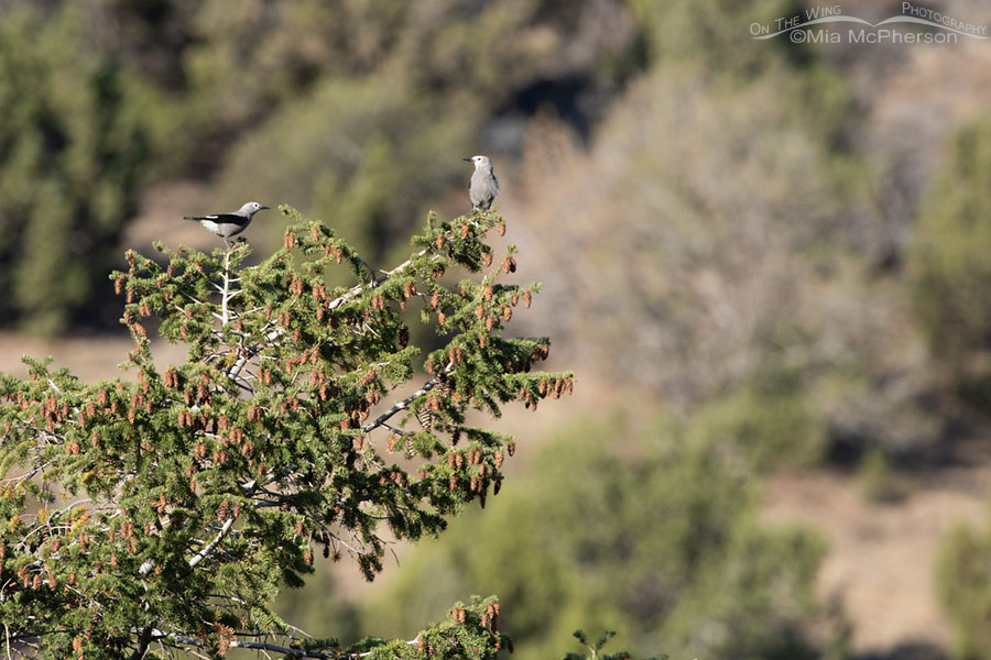Two Clark's Nutcrackers perched on a distant Douglas Fir, West Desert, Tooele County, Utah