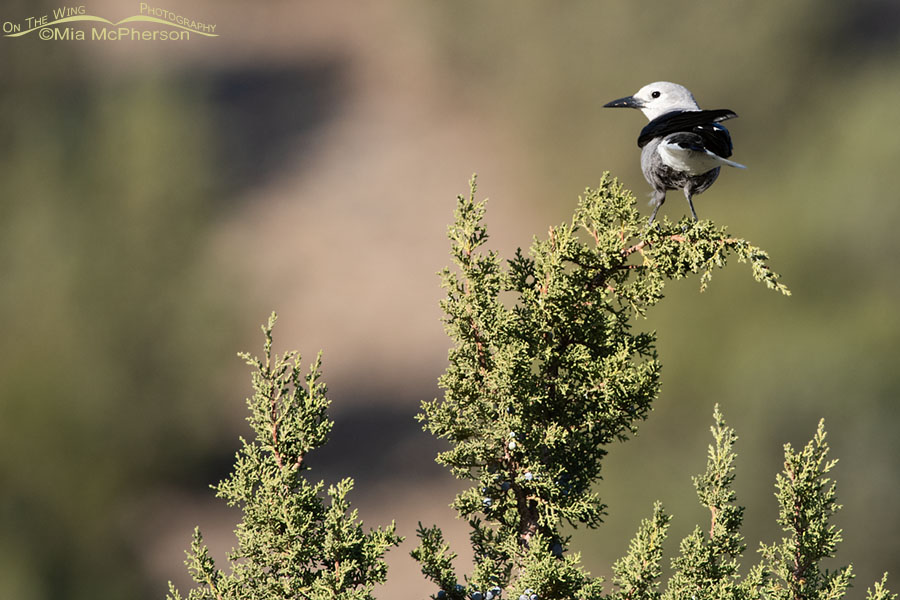 Clark's Nutcracker perched on a juniper, West Desert, Tooele County, Utah