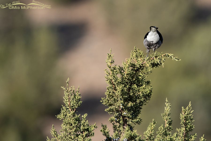 The butt end of a Clark's Nutcracker on a juniper, West Desert, Tooele County, Utah