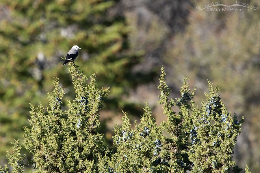 Distant Clark's Nutcracker on a juniper, West Desert, Tooele County, Utah