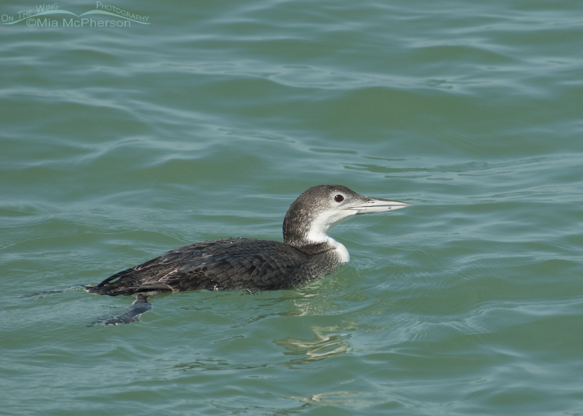 Common Loon in nonbreeding plumage in the Gulf of Mexico, Fort De Soto County Park, Pinellas County, Florida