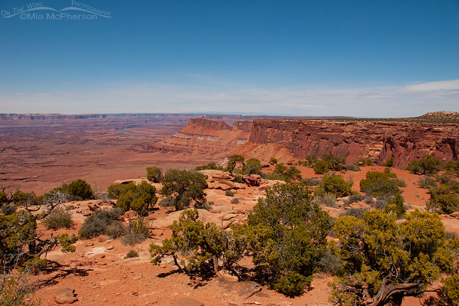 Spring Dead Horse Point State Park view, Dead Horse Point State Park, San Juan County, Utah