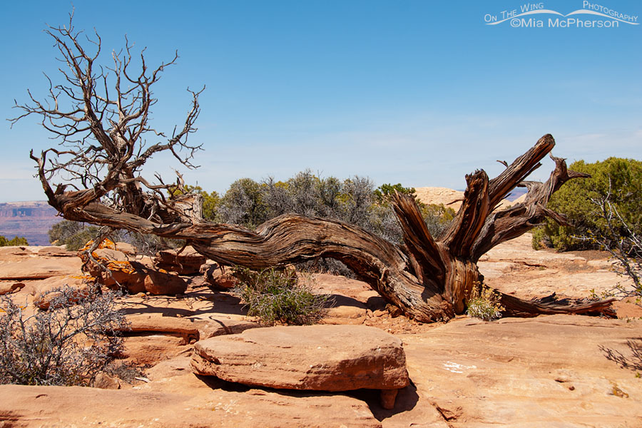 Twisted skeleton of an old juniper at Dead Horse Point State Park, San Juan County, Utah