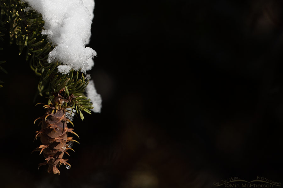 Douglas Fir cone with snow and ice, West Desert, Tooele County, Utah