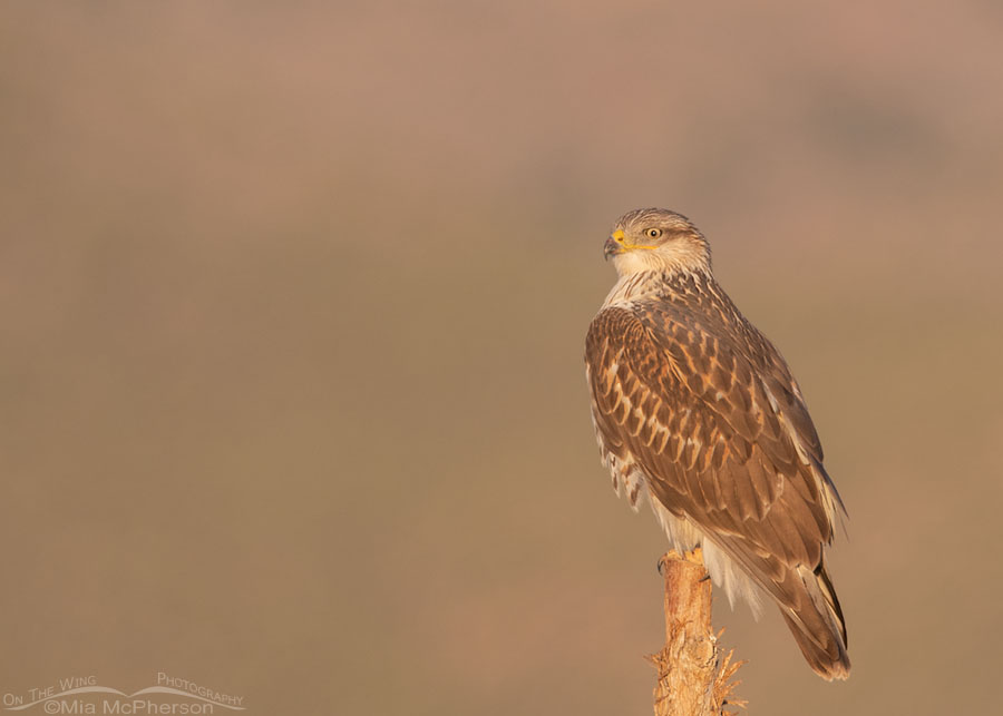 Ferruginous Hawk in the golden light of sun rise, West Desert, Tooele County, Utah
