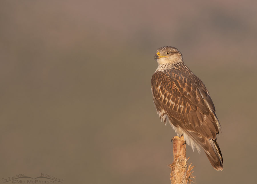 Staring Ferruginous Hawk at sun rise, West Desert, Tooele County, Utah