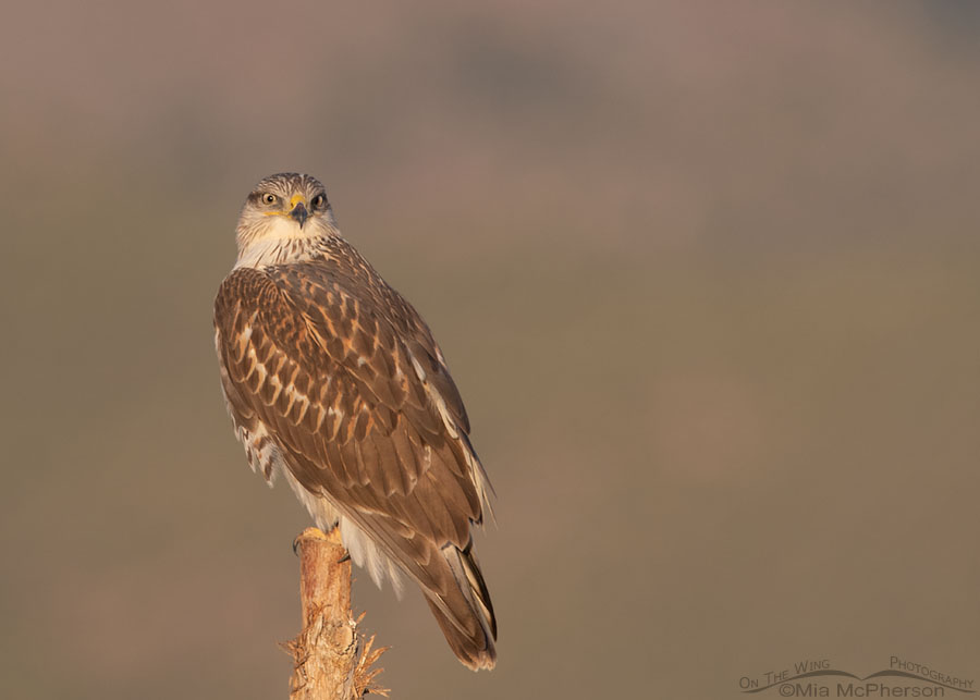 Ferruginous Hawk on a fence post at sun rise, West Desert, Tooele County, Utah