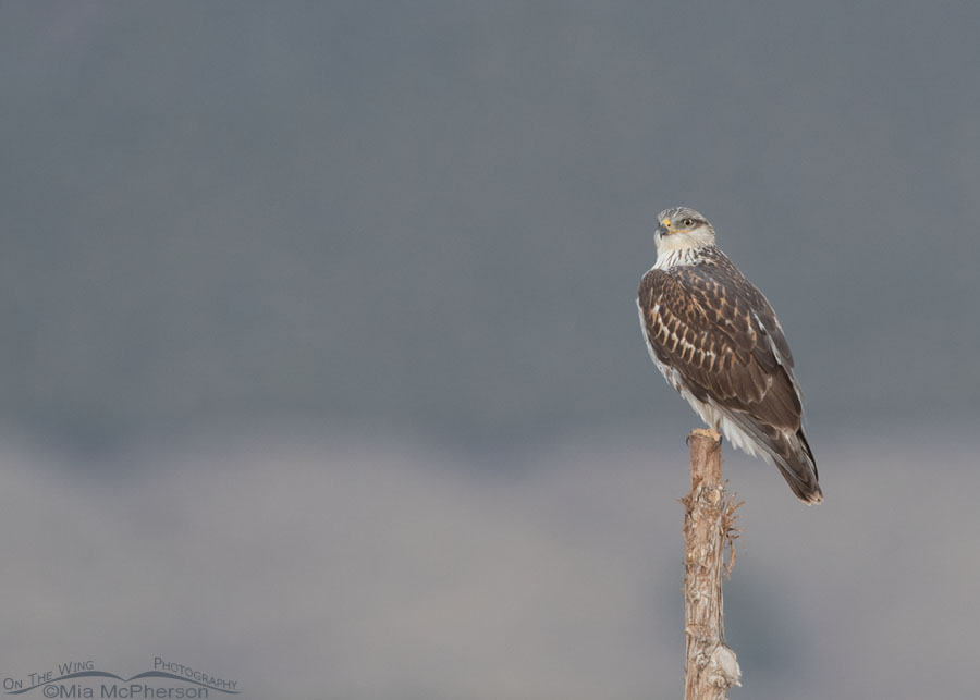 Ferruginous Hawk in pre-dawn light, West Desert, Tooele County, Utah