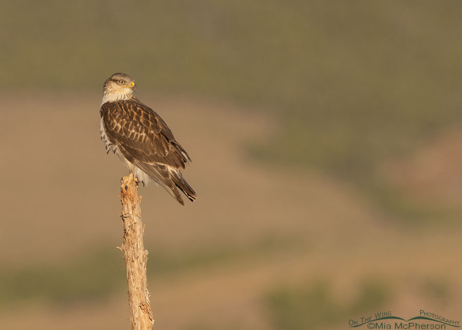 Ferruginous Hawk perched on a wooden post in early morning light out in the West Desert, Tooele County, Utah