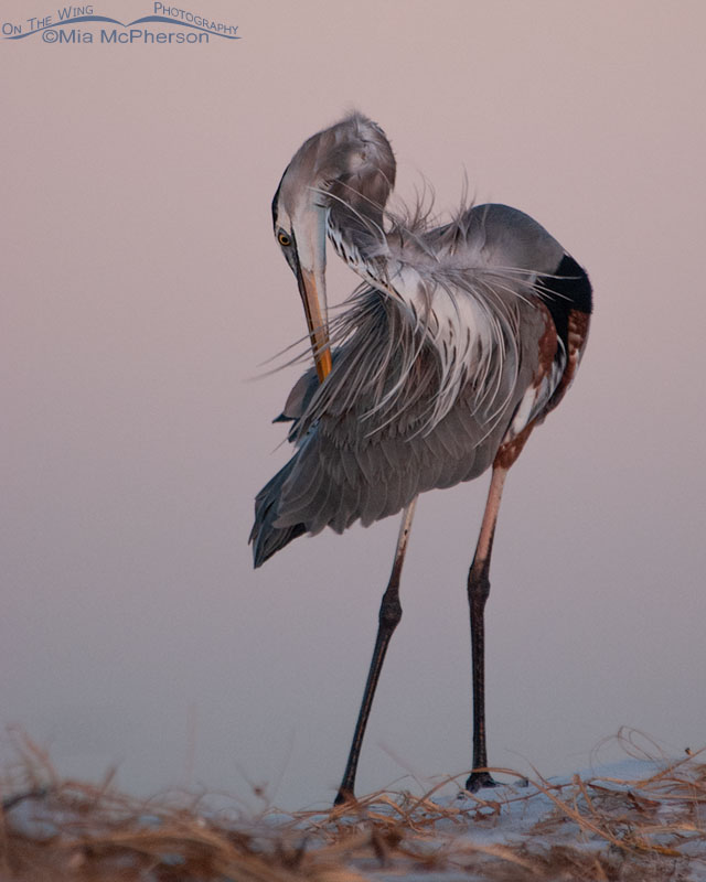 Great Blue Heron preening in front of the Earth Shadow and Belt of Venus, Fort De Soto County Park, Pinellas County, Florida