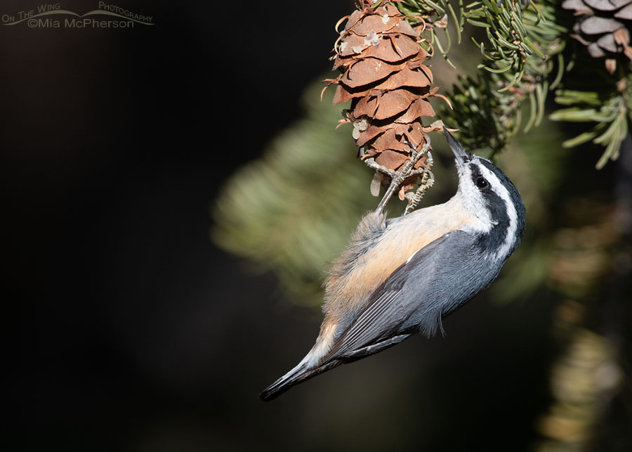 Red-breasted Nuthatch checking out a Douglas Fir cone in autumn, West Desert, Tooele County, Utah