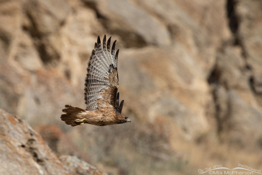 Red-tailed Hawk flying to a higher cliff face, Box Elder County, Utah