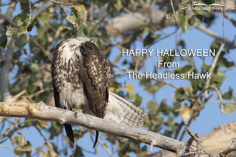 Happy Halloween from the Headless Hawk, Farmington Bay WMA, Davis County, Utah