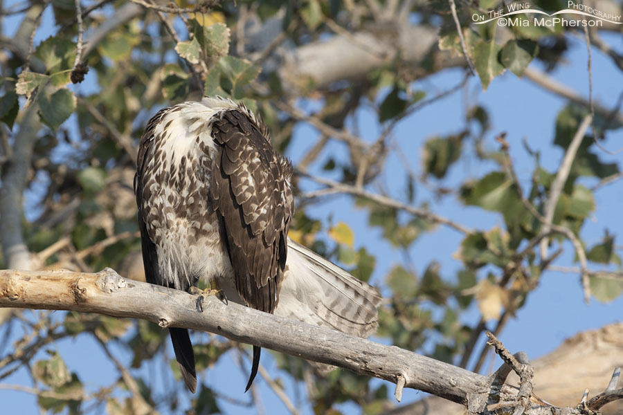 Preening immature Red-tailed Hawk in a tree, Farmington Bay WMA, Davis County, Utah