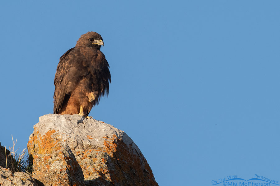 Resting dark morph Red-tailed Hawk on a cliff face, Box Elder County, Utah