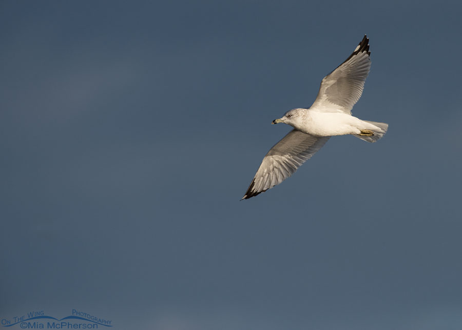 Ring-billed Gull in flight in front of an incoming storm, Farmington Bay WMA, Davis County, Utah