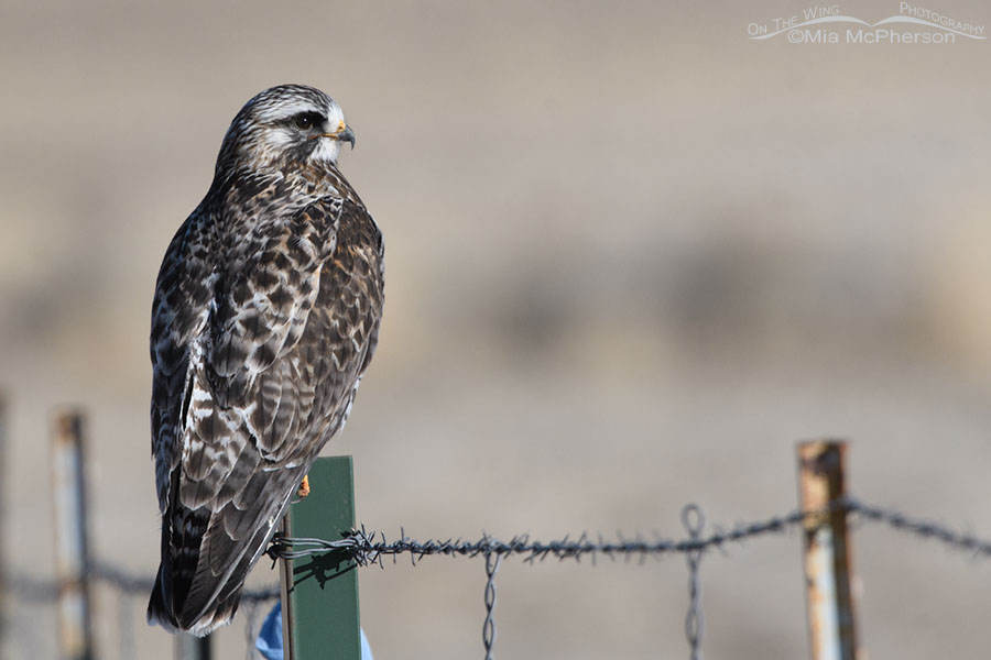 Adult male Rough-legged Hawk next to a country road, West Desert, Tooele County, Utah
