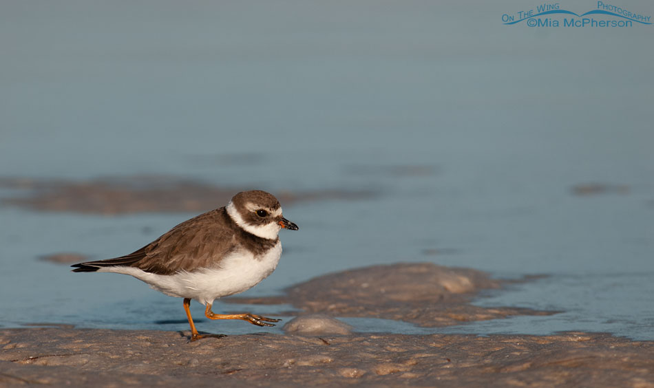 Semipalmated Plover walking next to a lagoon at low tide, Fort De Soto County Park, Pinellas County, Florida